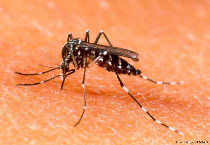 Aedes aegypti (Crédito: Reprodução)