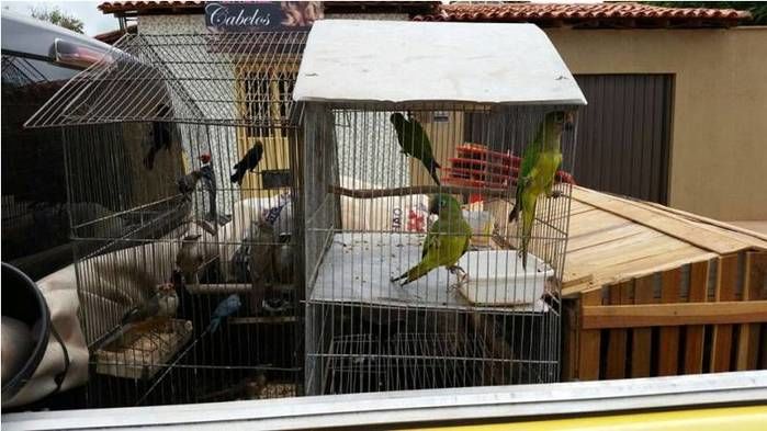 Aves apreendidas em Cabeceiras