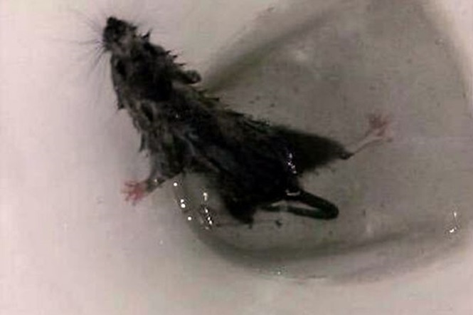 Rato em vaso sanitário (Crédito: Divulgação)