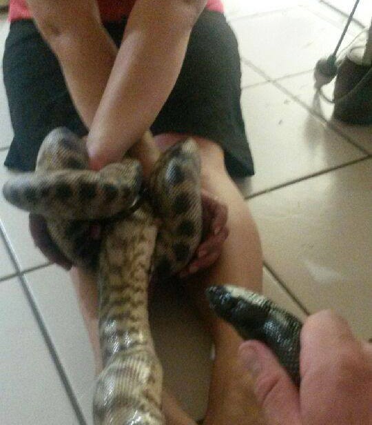 Cobra algema dona (Crédito: Reprodução)