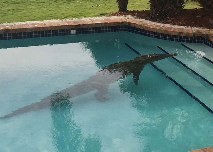 Crocodilo dentro de piscina (Crédito: Lieutenant David Carey/)