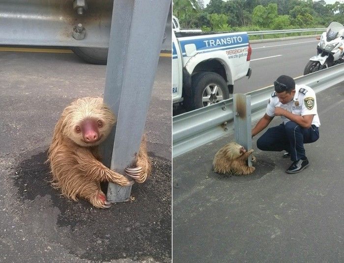 Bicho-preguiça comoveu os internautas (Crédito: Reprodução)