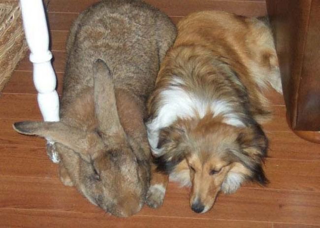 Maiores animais do mundo (Crédito: Rerodução)