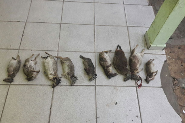 Animais apreendidos com os três caçadores