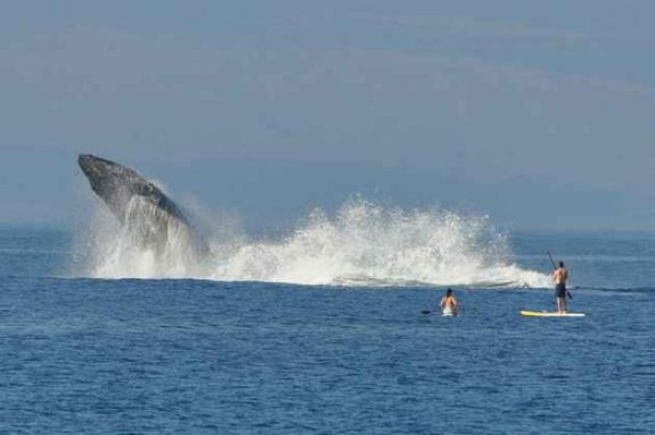 Baleia dá susto em surfistas