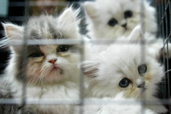 Gatinhos (Crédito: Divulgação)