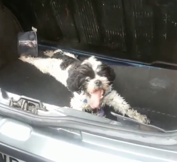 Cachorro não conseguia respirar (Crédito: Reprodução)