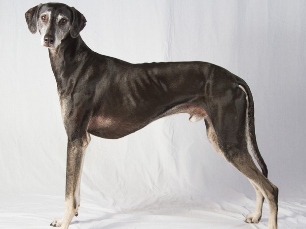 Foto sem data mostra um cachorro da raça sloughi, também conhecido como greyhound árabe (Crédito: AP)