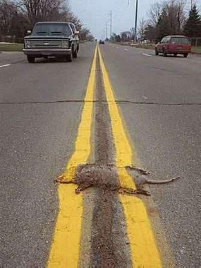 Animais em decomposição nas estradas (Crédito: Reprodução)