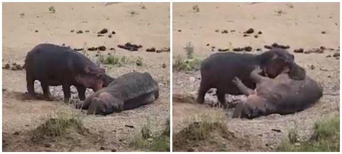Hipopótamo tenta reanimar o amigo (Crédito: Reprodução)
