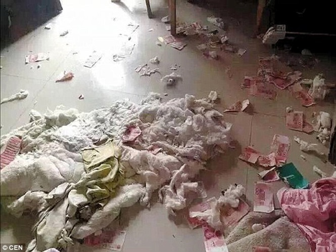 Filhote mastiga dinheiro (Crédito: Reprodução)