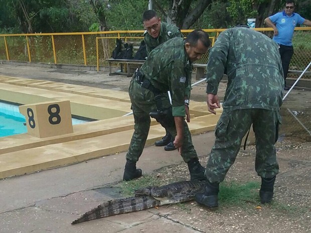 Jacaré foi capturado na Ufpi (Crédito: Divulgação/ Polícia Ambiental )