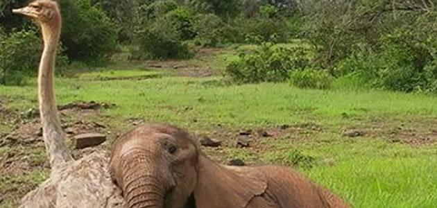 Avestruz e Elefante são melhores amigos em zoológico