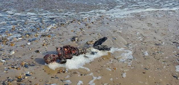 Suposto corpo de sereia é encontrado em praia