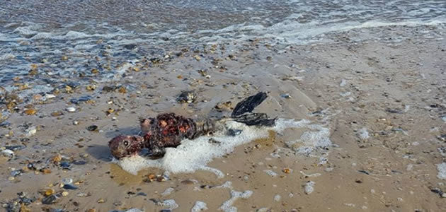 Suposto corpo de sereia é encontrado em praia