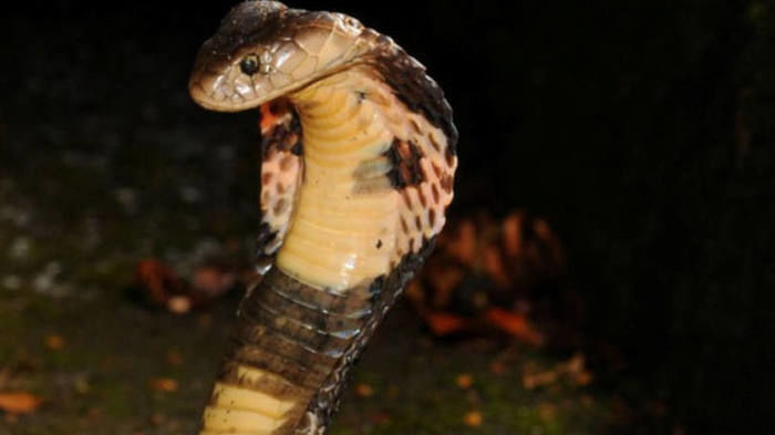 Filhotes de cobra de monóculo (Naja kaouthia), uma espécie muito venenosa