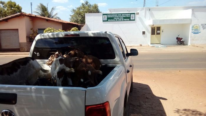 Animais apreendidos (Crédito: Divulgação/ Polícia Civil)