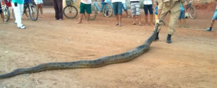 Crianças encontram sucuri de 5 metros e animal vira "atração"