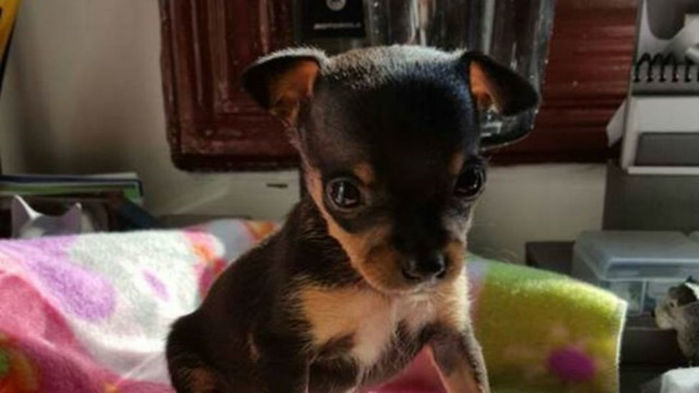 Cãozinho Tião