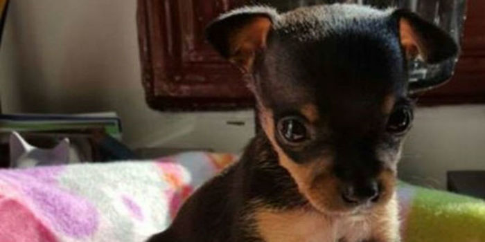 Campanha tenta ajudar cão que foi mutilado e vendido como fêmea