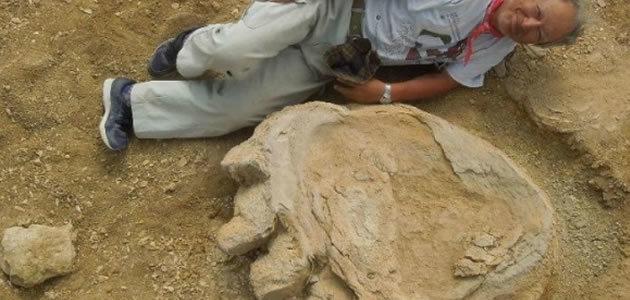 Pesquisadores descobrem pegada de 77 cm de largura