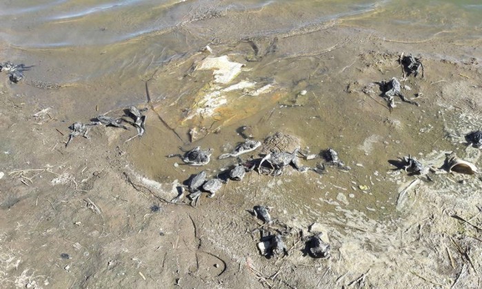 Morte de rãs no Peru (Crédito: Divulgação)