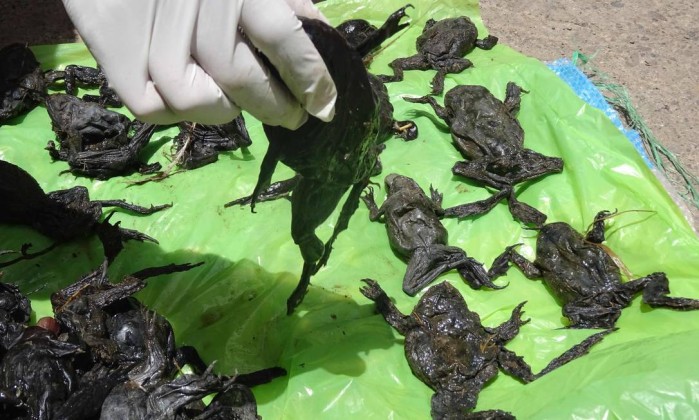 Morte de rãs no Peru (Crédito: Divulgação)