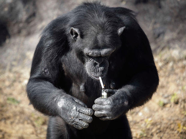 Chimpanzé fuma cerca de um maço de cigarros por dia no jardim zoológico de Pyongyang (Crédito: AP)