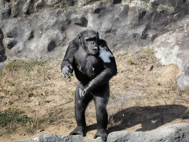 Chimpanzé fuma cerca de um maço de cigarros por dia no jardim zoológico de Pyongyang (Crédito: AP)