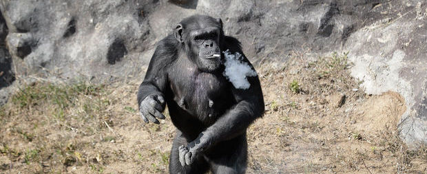 Fotos chocantes mostram chimpanzé fumando em zoo na Coreia do Norte