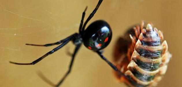 7 aranhas mais perigosas do mundo