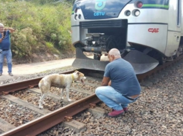 Cadela foi libertada por seguranças do metrô (Crédito: Reprodução)