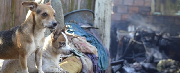 Idosa fica em estado grave e 9 cães morrem após incêndio em casa