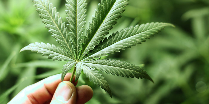 Fumar maconha deixa pessoa menos atenta e pode reduzir criatividade