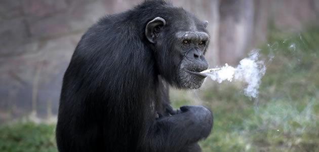 Chimpanzé fuma quase um maço de cigarro por dia