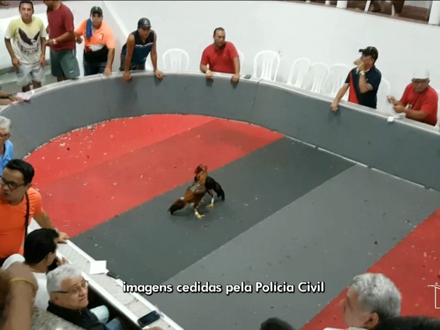 Campeonato de Briga de Galos (Crédito: Polícia Civil)