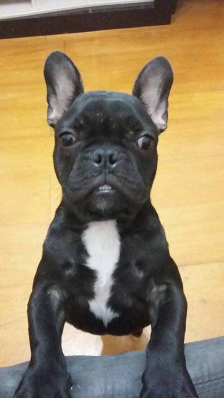 Bandido armado rouba cachorro de morador da Ilha do Governador