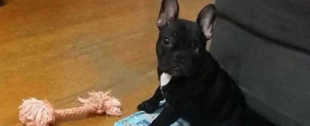 Bandido armado rouba cachorro de morador da Ilha do Governador