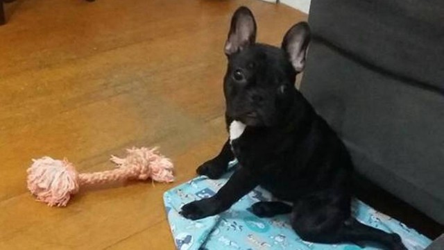 Bandido armado rouba cachorro de morador da Ilha do Governador