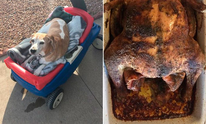 Cadela com doença terminal é presenteada com suas comidas favoritas