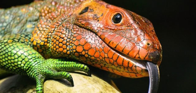 Saiba qual animal vai desaparecer devido ao aquecimento global