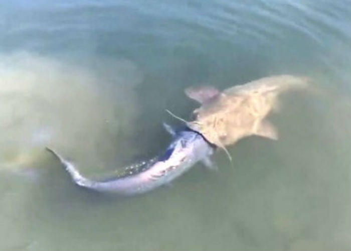 Peixe tenta devorar outro