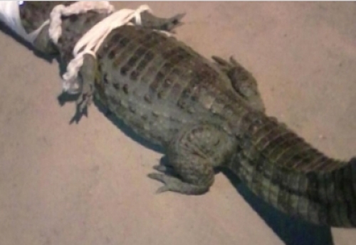 Jacaré foi encontrado no Recife (Crédito: Divulgação)