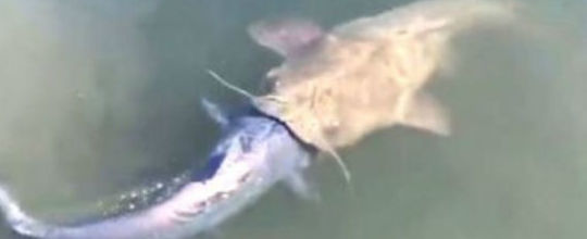 Pescador flagra peixe tentando devorar outro em lago nos EUA