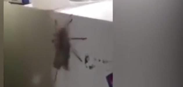 Aranha impressiona ao matar rato para comer