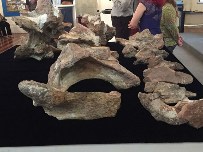 Descoberta do fóssil foi anunciada no Museu de Ciências da Terra