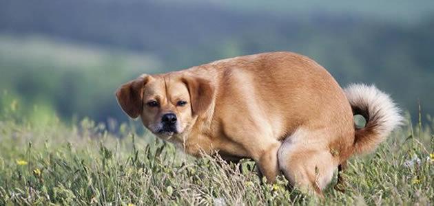 Por que o cachorro te olha quando faz cocô?