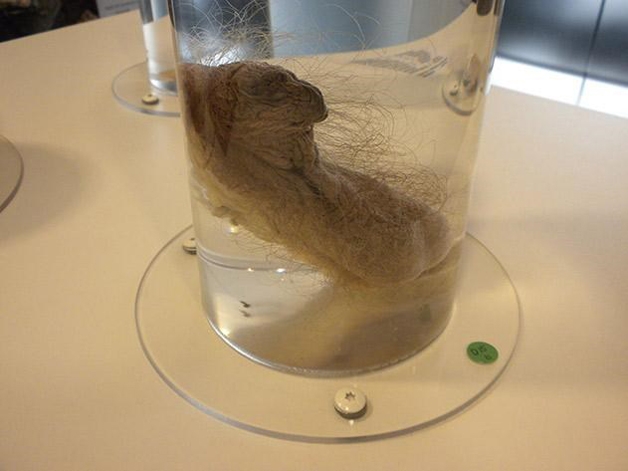 O único pênis humano do museu (Crédito: Reprodução)