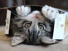 Por que os gatos se escondem em caixas?