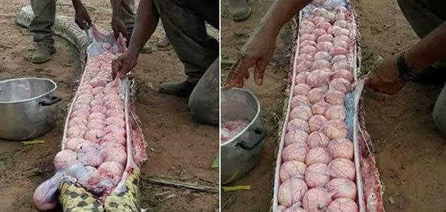 Agricultores matam cobra e descobrem dezenas de ovos